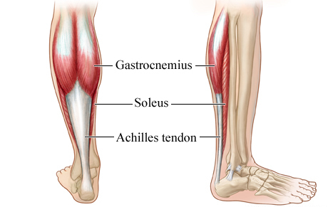 achilles-tendon-main